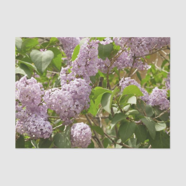Papier Mousseline Lilac Bush Belles fleurs de printemps violettes (Recto)