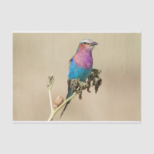 Papier Mousseline Lilac Roller à poitrine (Recto)