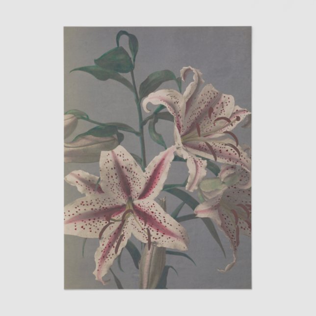 Papier Mousseline Lily by Ogawa Kazumasa (Recto)