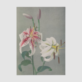 Papier Mousseline Lily by Ogawa Kazumasa