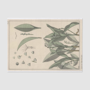 Papier Mousseline Lily of the Valley, série de botaniques d'Eugene G