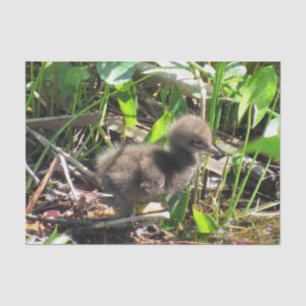 Papier Mousseline Limpkin Chick - Floride Wading Bird Tissu Papier