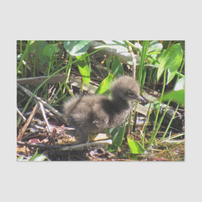 Papier Mousseline Limpkin Chick - Floride Wading Bird Tissu Papier (Recto)