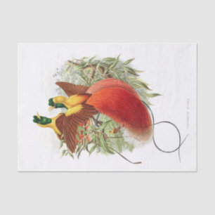 Papier Mousseline Loddigesia Mirabilis Découpage