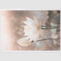 Lotus blanc, rose rose, herbe des Pampas, lac brum