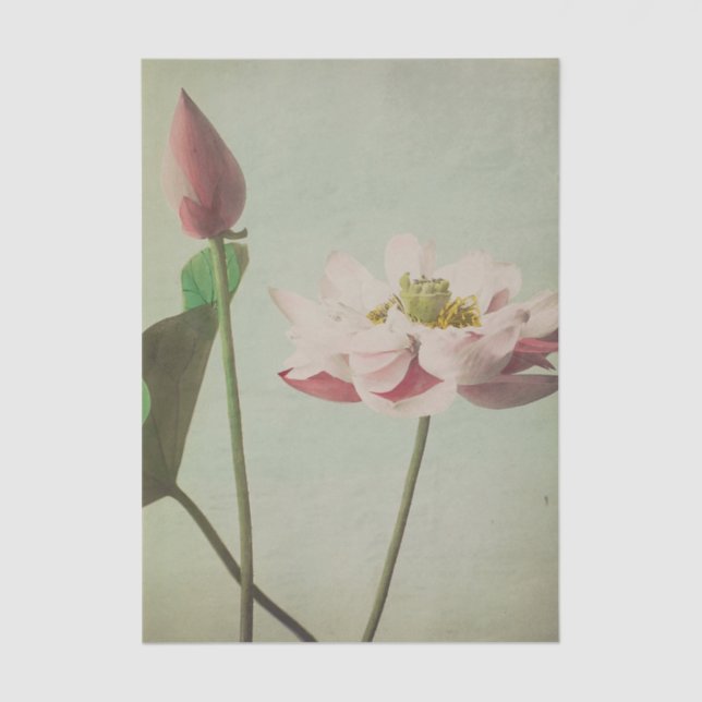 Papier Mousseline Lotus by Ogawa Kazumasa (Recto)