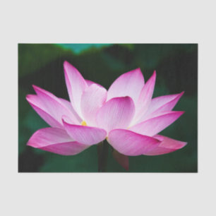 Papier Mousseline Lotus rose