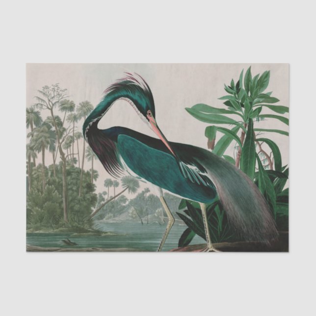 Papier Mousseline Louisiana Heron Birds of America Audubon Imprimer (Recto)