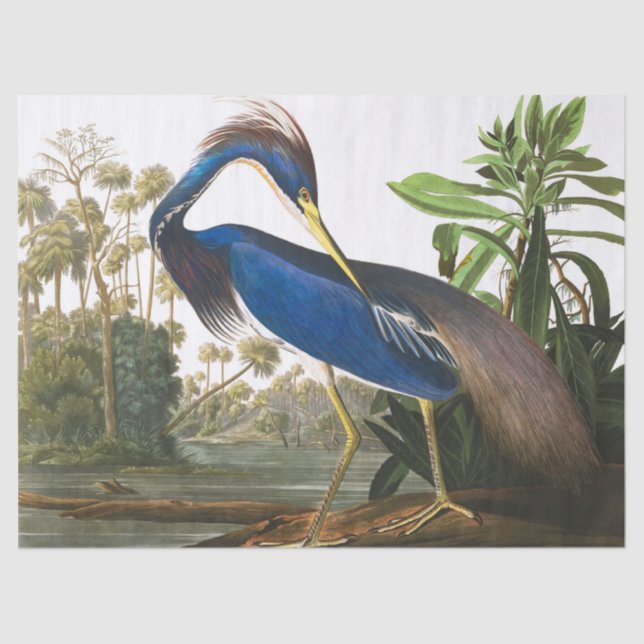 Papier Mousseline Louisiana Heron par John James Audubon (Recto)