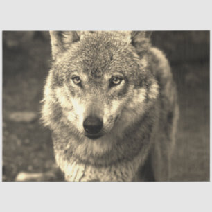 Papier Mousseline Loup 215