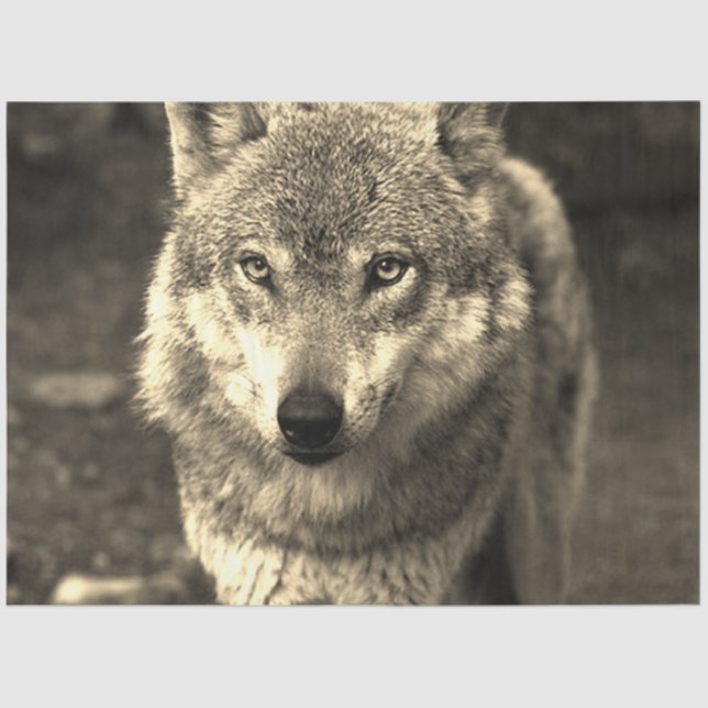 Papier Mousseline Loup 215 (Recto)