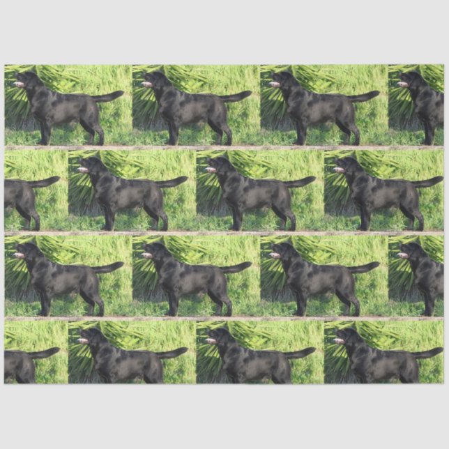 Papier Mousseline LR noir complet (Recto)