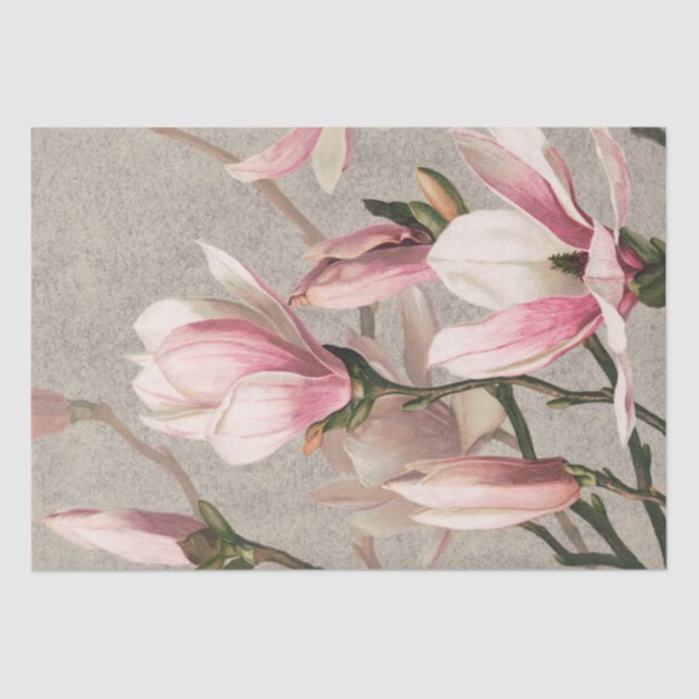 Papier Mousseline Magnolia (1886) (Recto)
