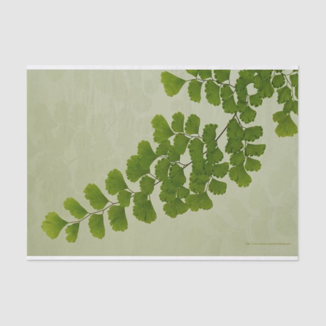 Papier Mousseline Maiden Hair Fern Frond (Recto)