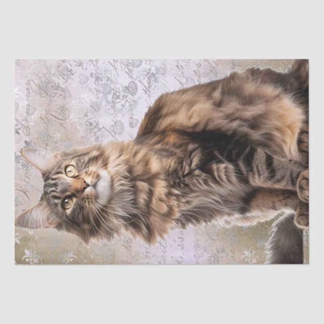 Papier Mousseline Maine Coon (Recto)
