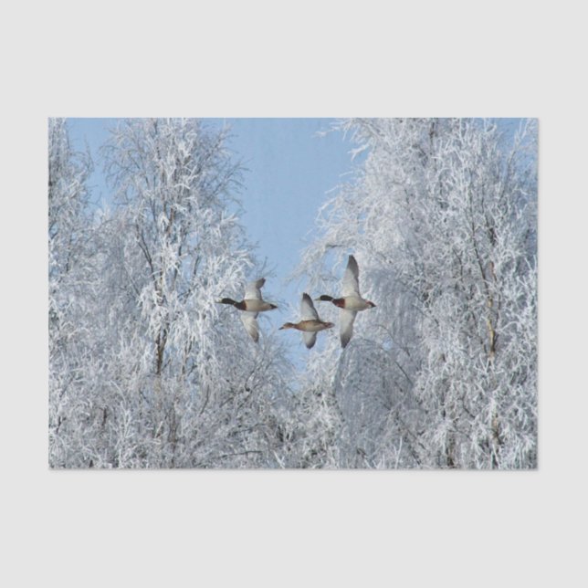 Papier Mousseline Mallard Ducks Flying Snow Photo (Recto)