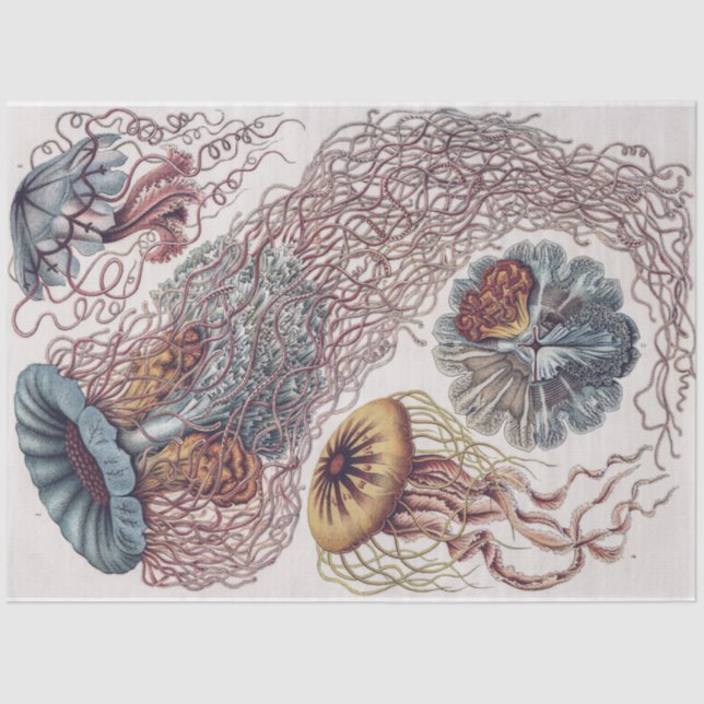 Papier Mousseline Marine Life Jellyfish - Découpage Ernst Haeckel (Recto)