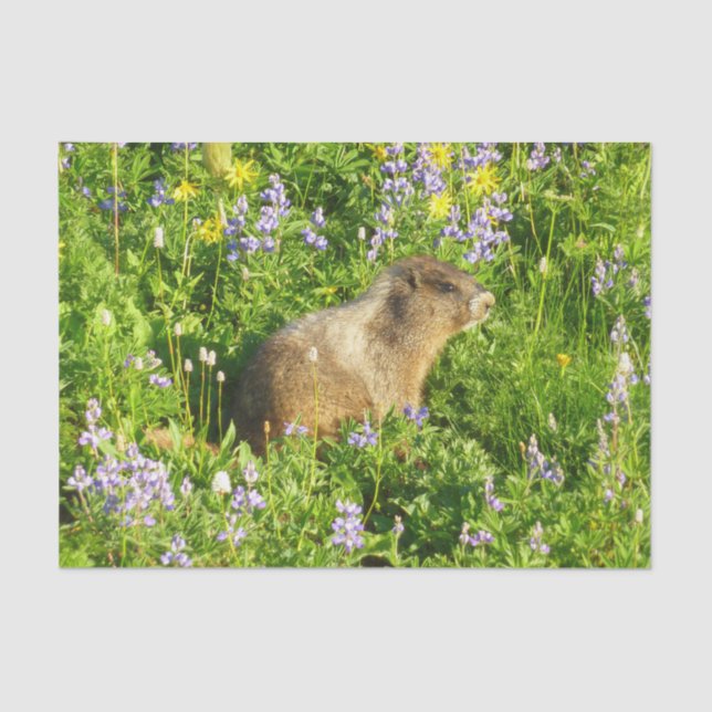 Papier Mousseline Marmot dans le Mont Rainier Fleurs sauvages (Recto)