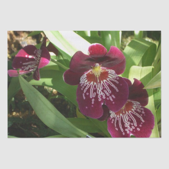 Papier Mousseline Maroon Orchids II (Recto)