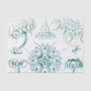 Papier Mousseline Méduse, Discomedusae par Ernst Haeckel