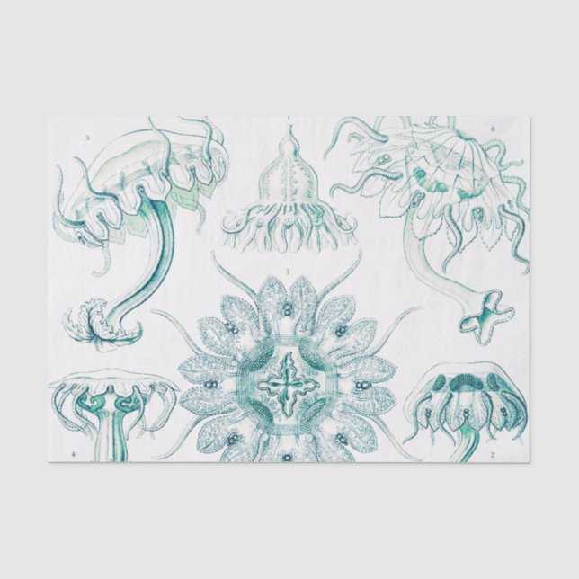Papier Mousseline Méduse, Discomedusae par Ernst Haeckel (Recto)