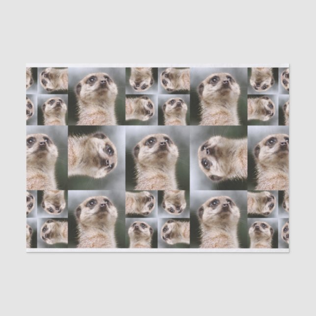 Papier Mousseline Meerkat (Recto)