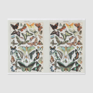 Papier Mousseline Millot, papillons et papillons de nuit, Découpage