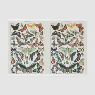 Papier Mousseline Millot, papillons et papillons de nuit, Découpage