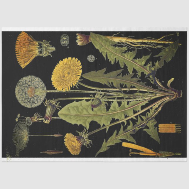 Papier Mousseline Mobilier Dandilion foncé Découpage Papier (Recto)