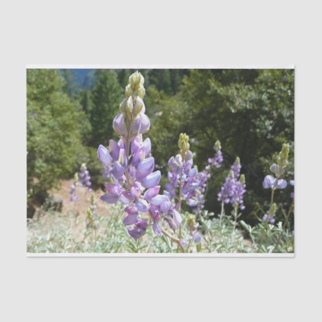 Papier Mousseline Mont Lupins (Recto)