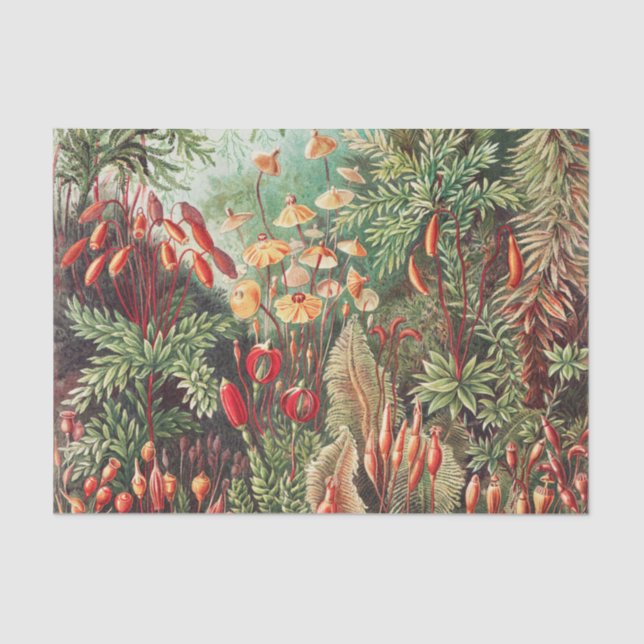 Papier Mousseline Mosses, Muscinae Laubmoose par Ernst Haeckel (Recto)