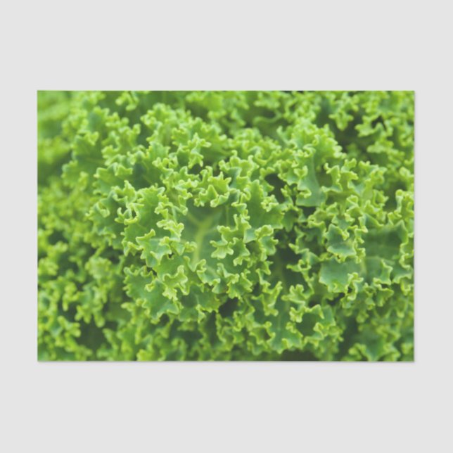 Papier Mousseline motif de choux (Recto)