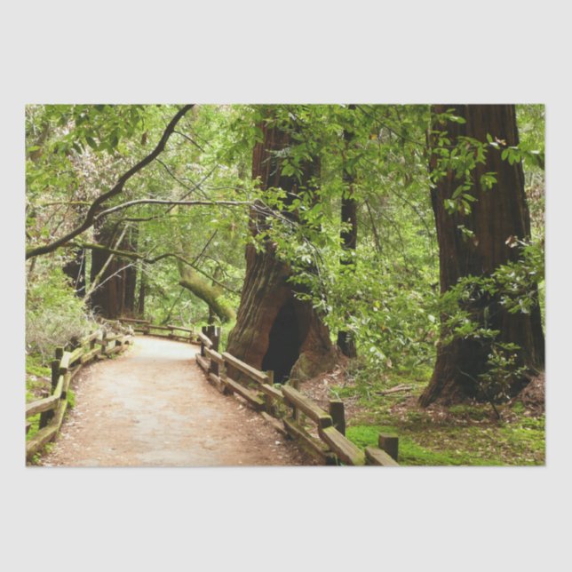 Papier Mousseline Muir Woods Path II Nature Photography (Recto)