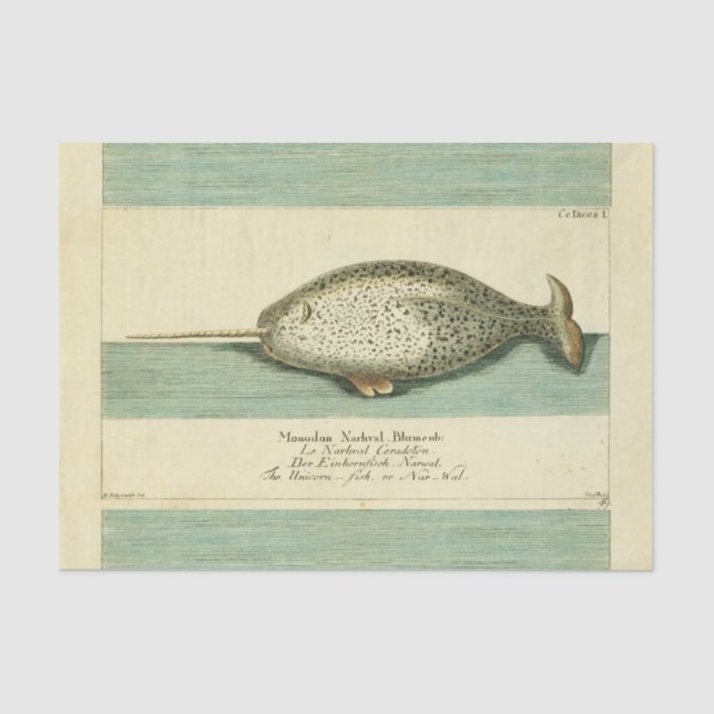Papier Mousseline Narwhal Antique Baleine Aquarelle Art scientifique (Recto)