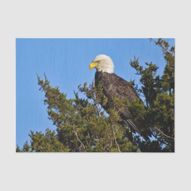 Papier Mousseline Nature Bald Eagle Photo Faune (Recto)