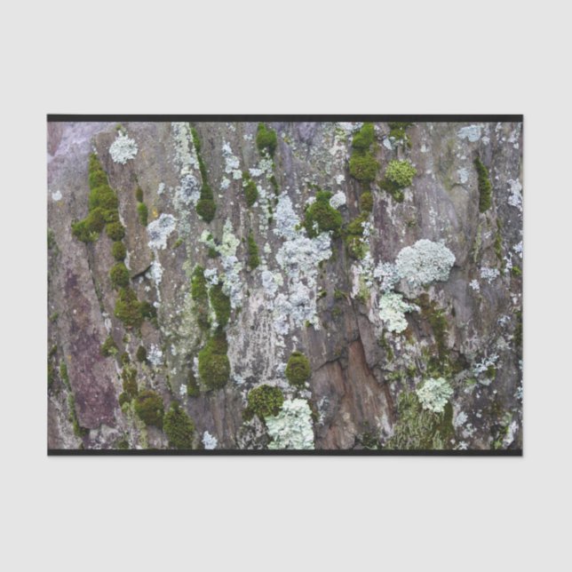 Papier Mousseline Nature Moss Lichen Camouflage Photo (Recto)