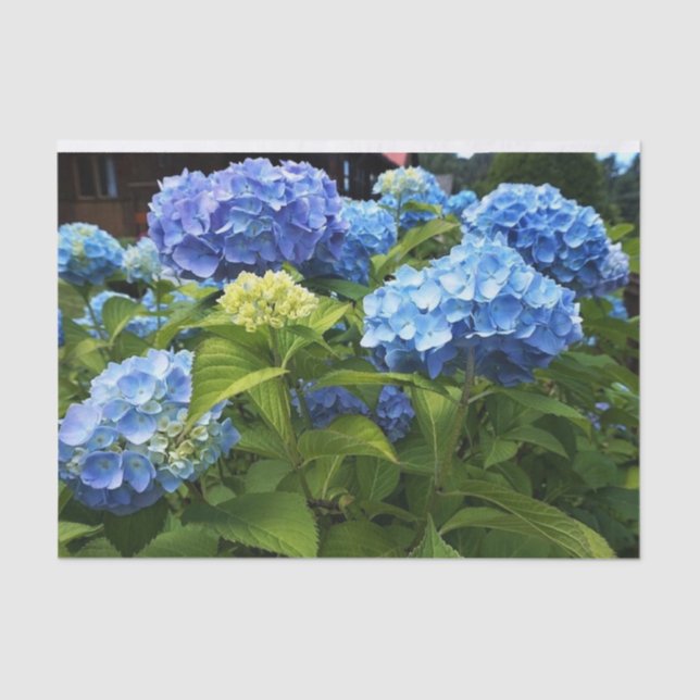 Papier Mousseline Nikko Hydrangea Bleue Fleur Artisanat de Découpage (Recto)