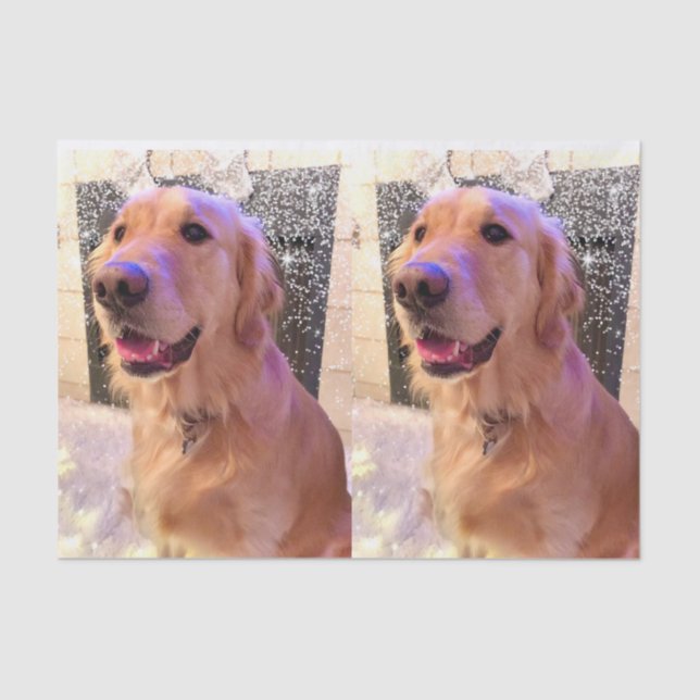 Papier Mousseline Nova the Golden Retriever Tissue Paper (Recto)