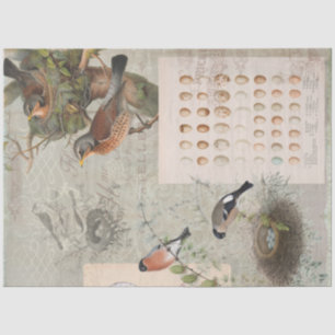 Papier Mousseline OEufs de nid d'oiseaux Ephemera vintage Découpage