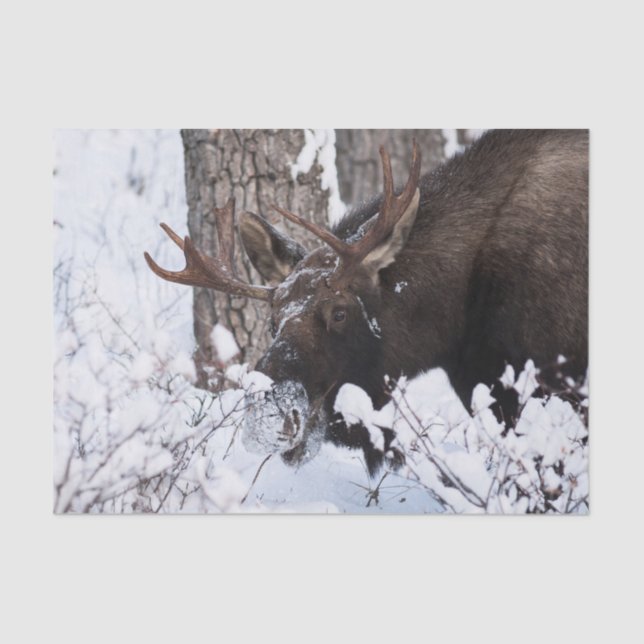 Papier Mousseline Oie chilienne (Recto)