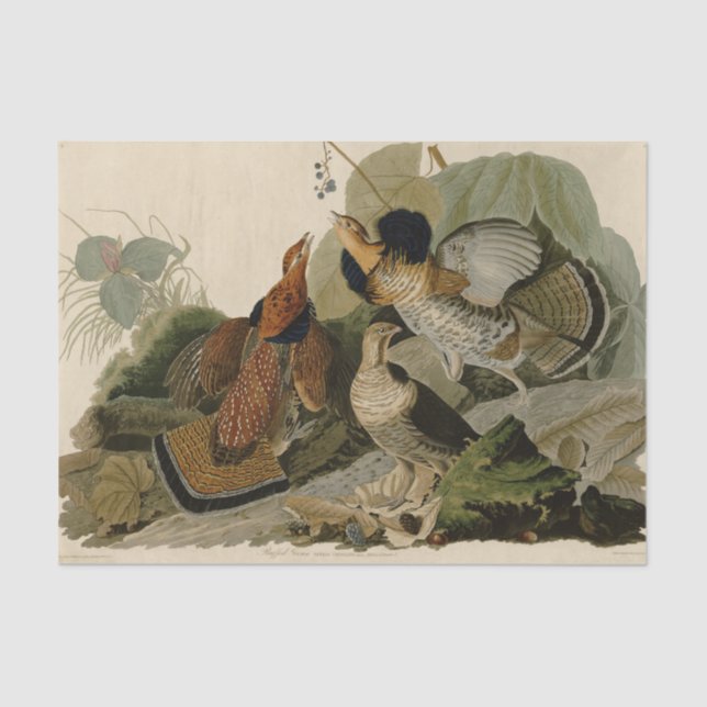 Papier Mousseline Oiseau de gibier Audubon (Recto)