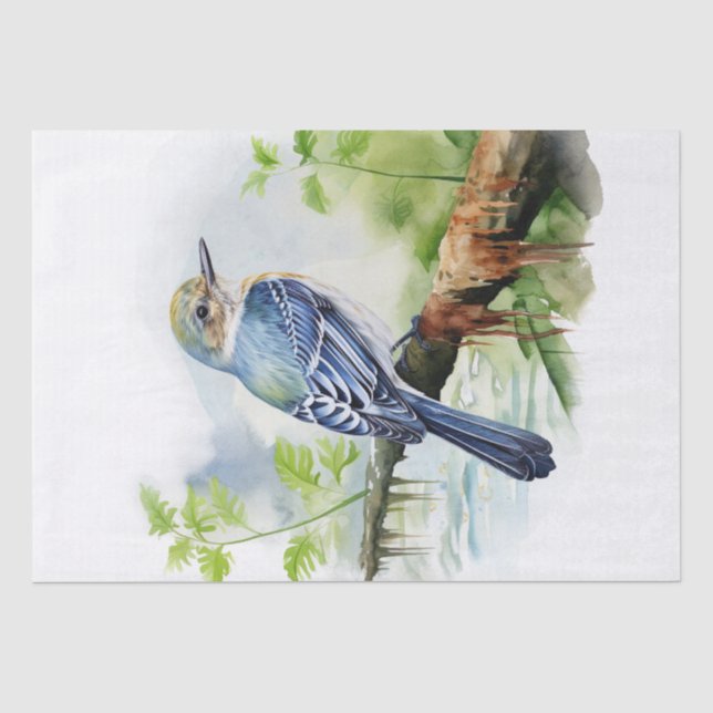 Papier Mousseline Oiseau moucheron acadien (Recto)