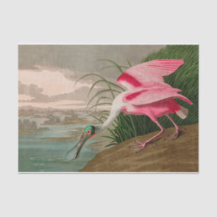 Papier Mousseline Oiseaux d'Amérique de spatule de rose Audubon Impr
