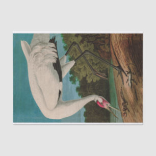 Papier Mousseline Oiseaux de grue à capuchon d'Amérique Audubon Impr