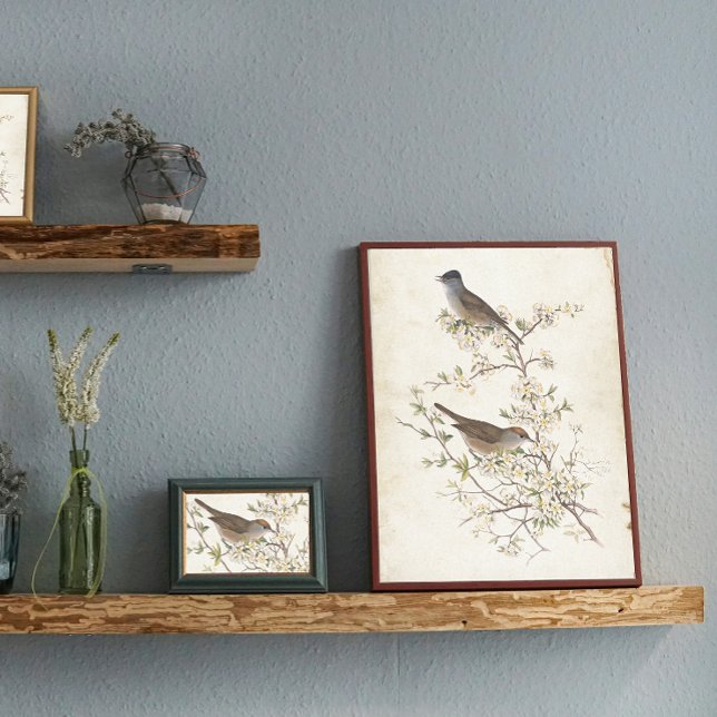 Papier Mousseline Oiseaux sur la page de découpage de parchemin de f (Créateur téléchargé)