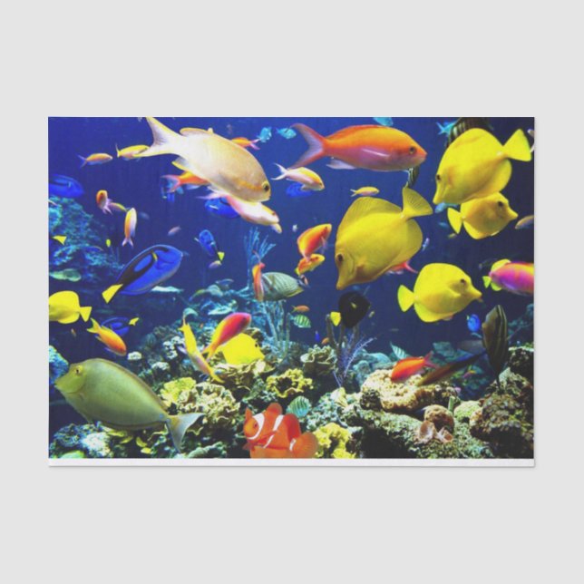 Papier Mousseline Options d'image sous-marine 5-6 (Recto)
