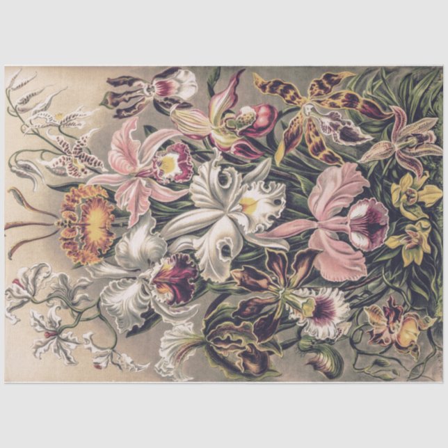 Papier Mousseline Orchidées par Ernst Haeckel Decoupage (Recto)
