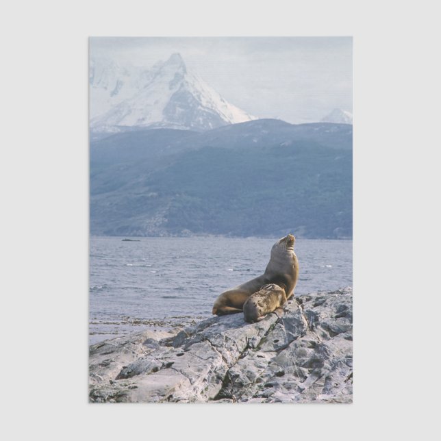 Papier Mousseline Otaries dans le canal de Beagle - Argentine (Créateur téléchargé)