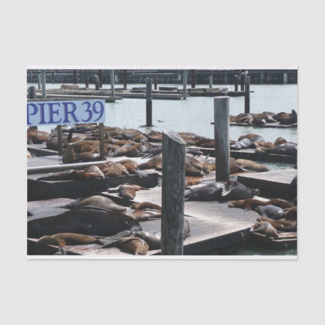 Papier Mousseline Otaries du quai 39 (Recto)