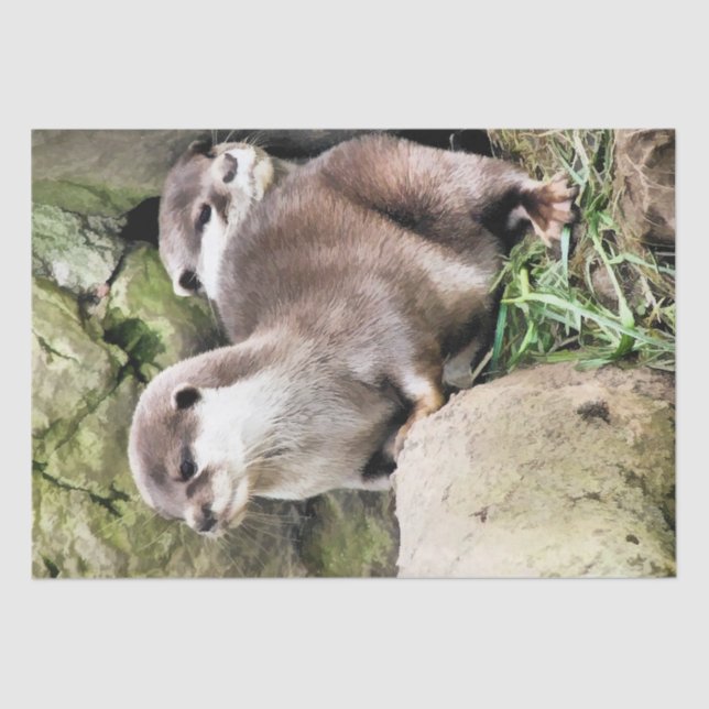 PAPIER MOUSSELINE OTTERS (Recto)